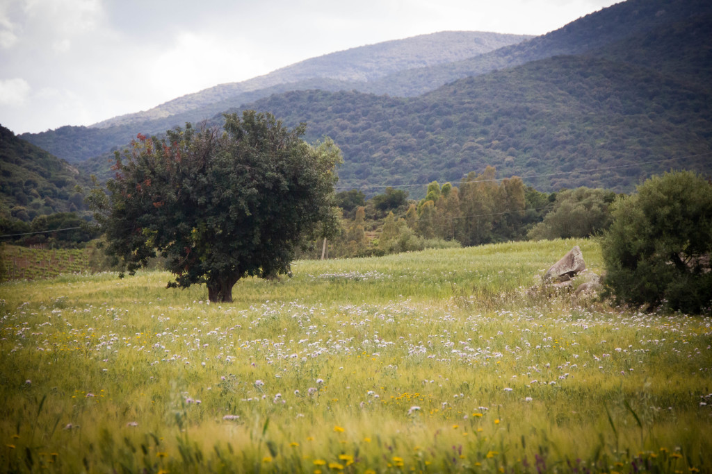 Castiadas paesaggio